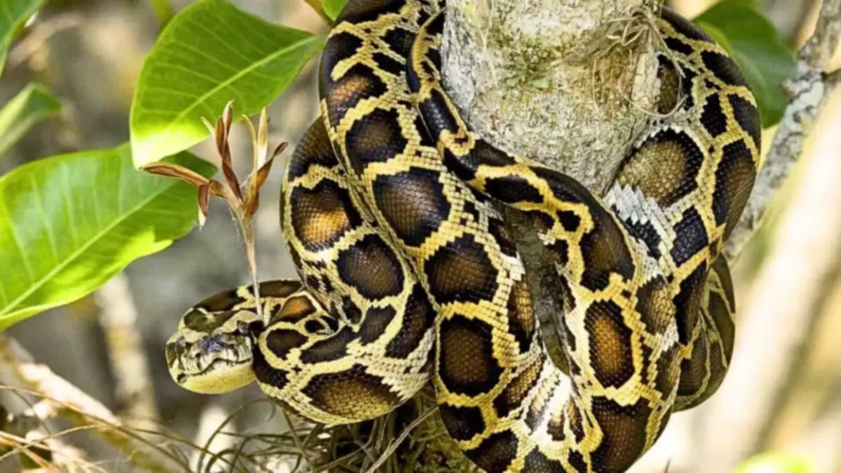 Burmese python in a tree