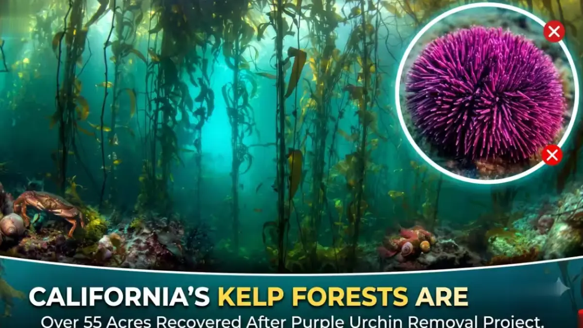Restored kelp forest near Palos Verdes after urchin removal