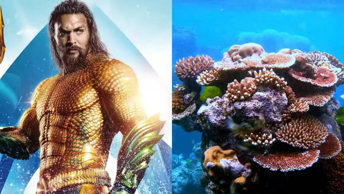 A coral reef with diverse marine life