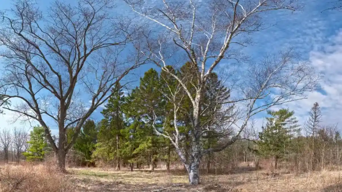 Aerial view of the Dutch Gap Forest Preserve