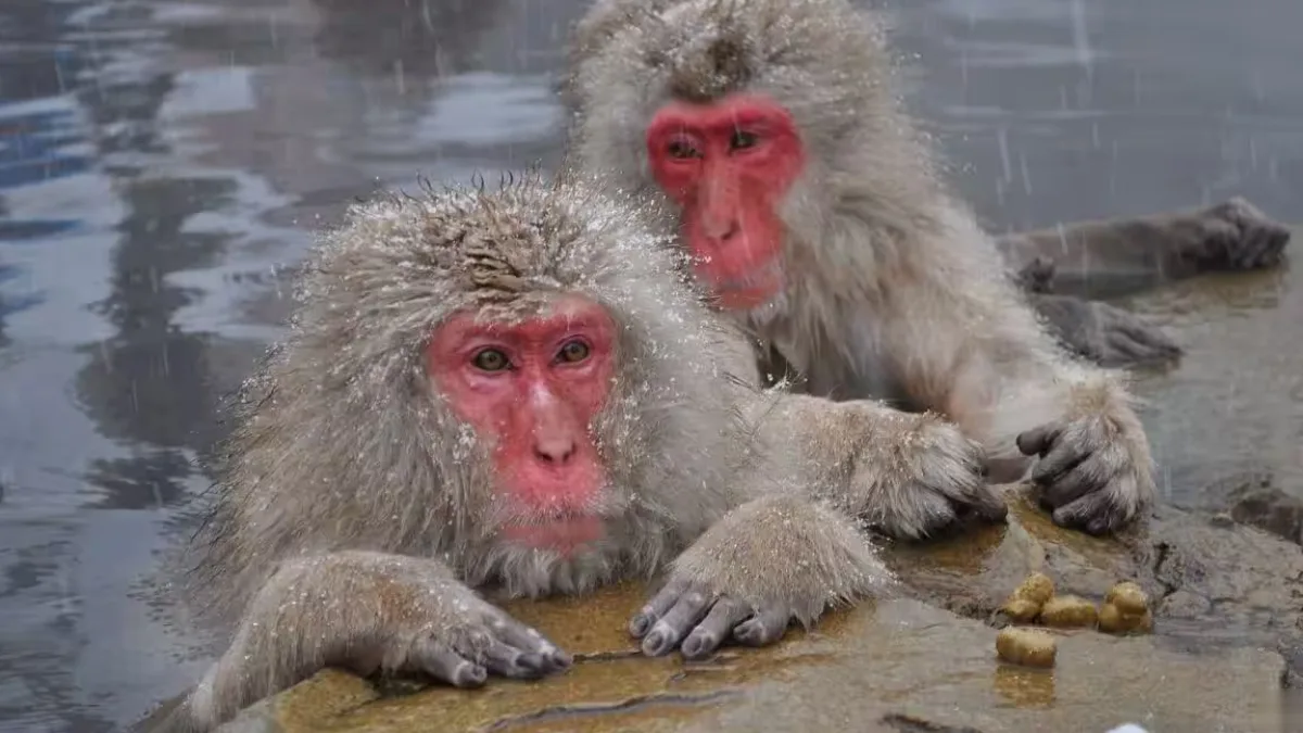 Japanese macaques in a forested enclosure