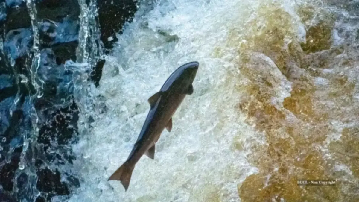 A photo of a salmon swimming upstream
