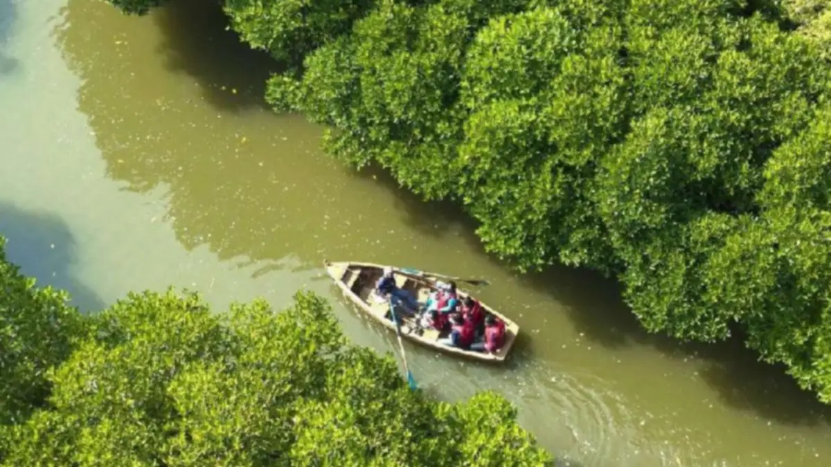 Mangrove forest in Pichavaram