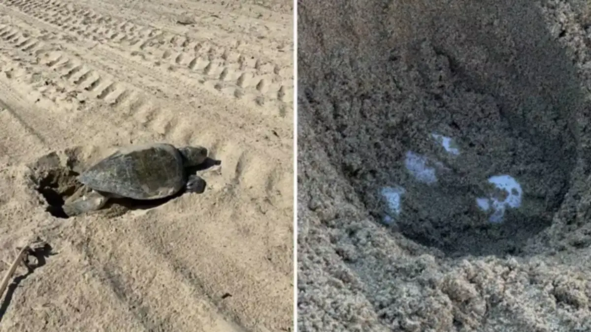 Olive ridley sea turtle nesting on a beach in Southern California