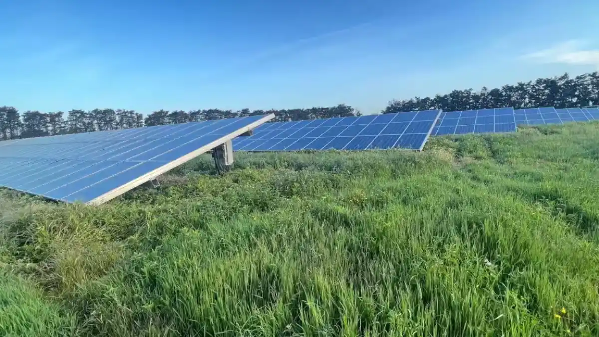 Solar farm with wildflowers and birds