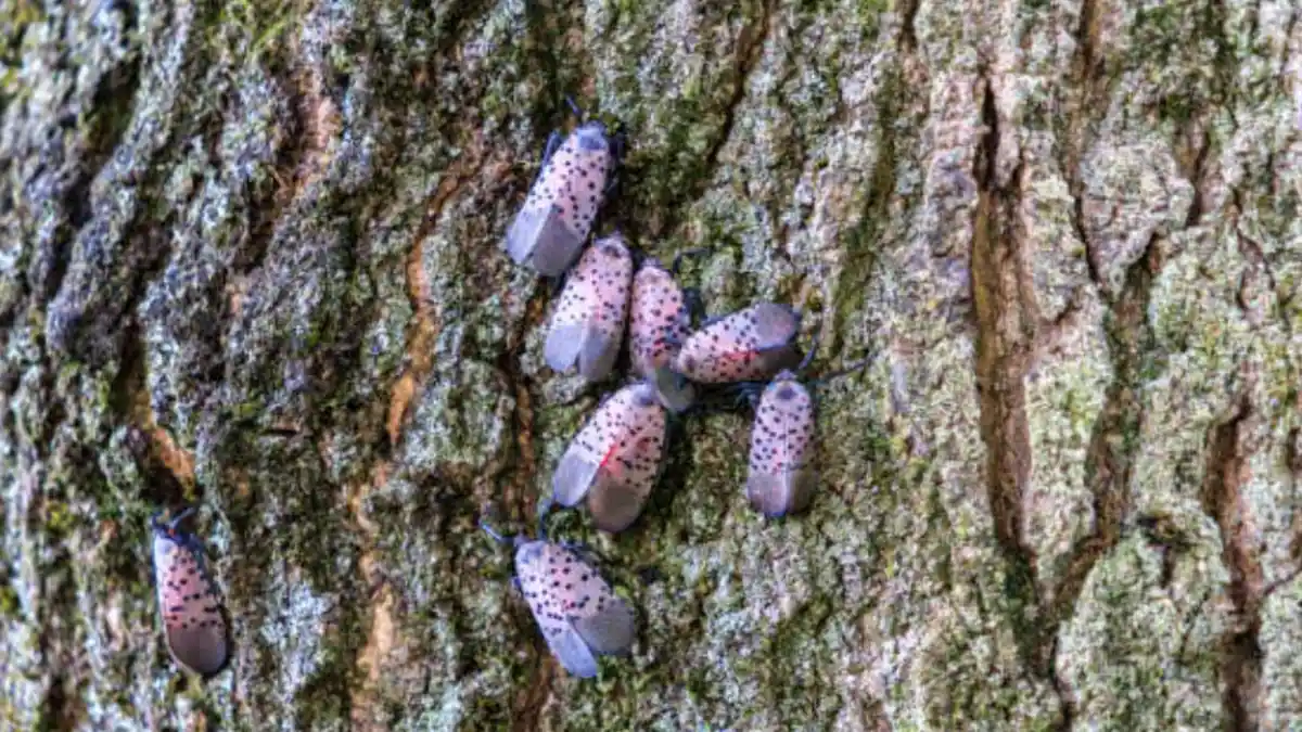 Spotted lanternfly on a tree