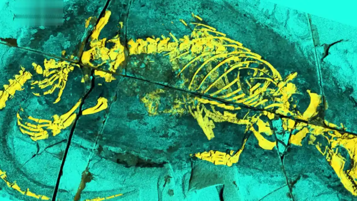 Fossil of Megacauda sungei, a 165-million-year-old mammal predecessor