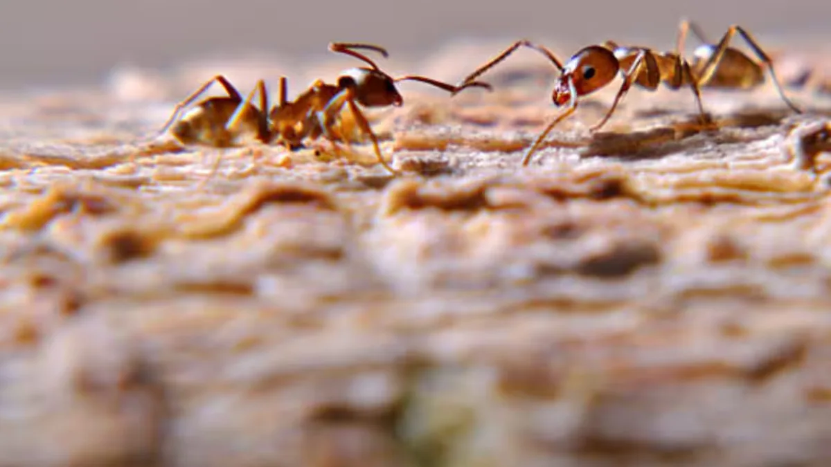 Argentine ants fighting