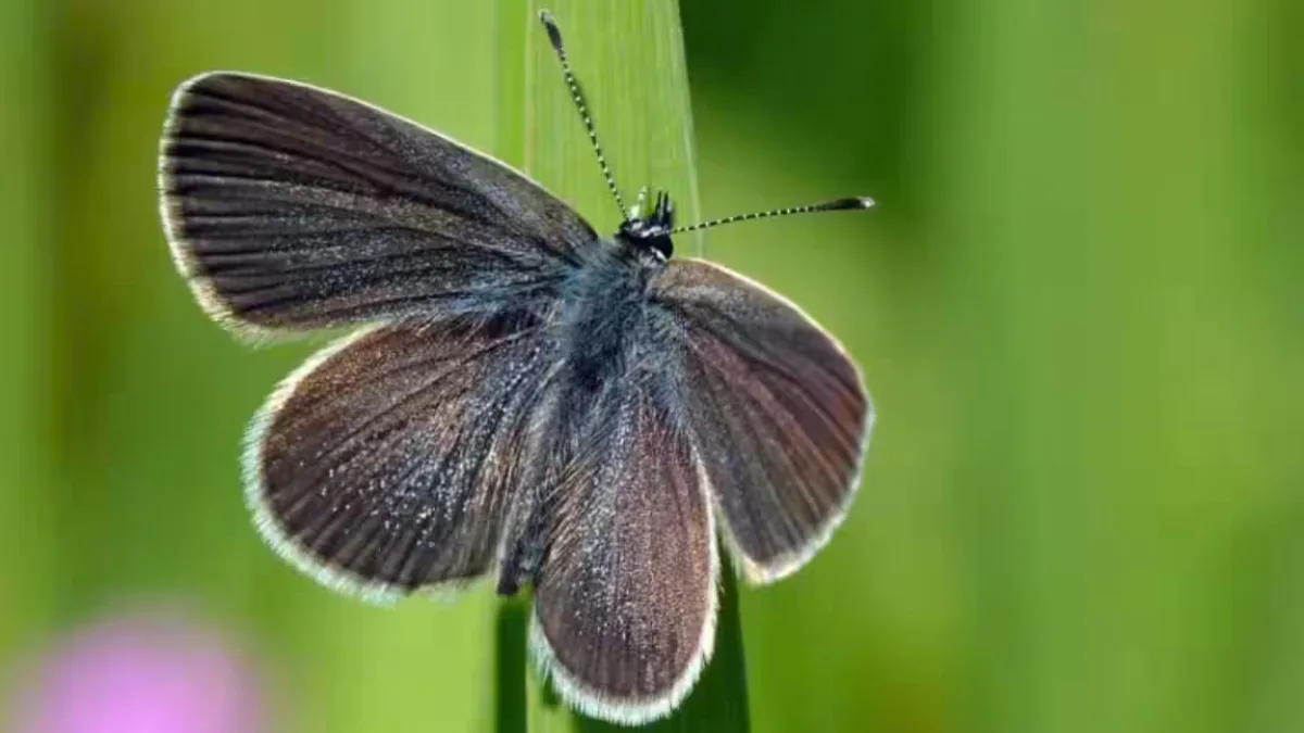 Butterflies in a restored landscape