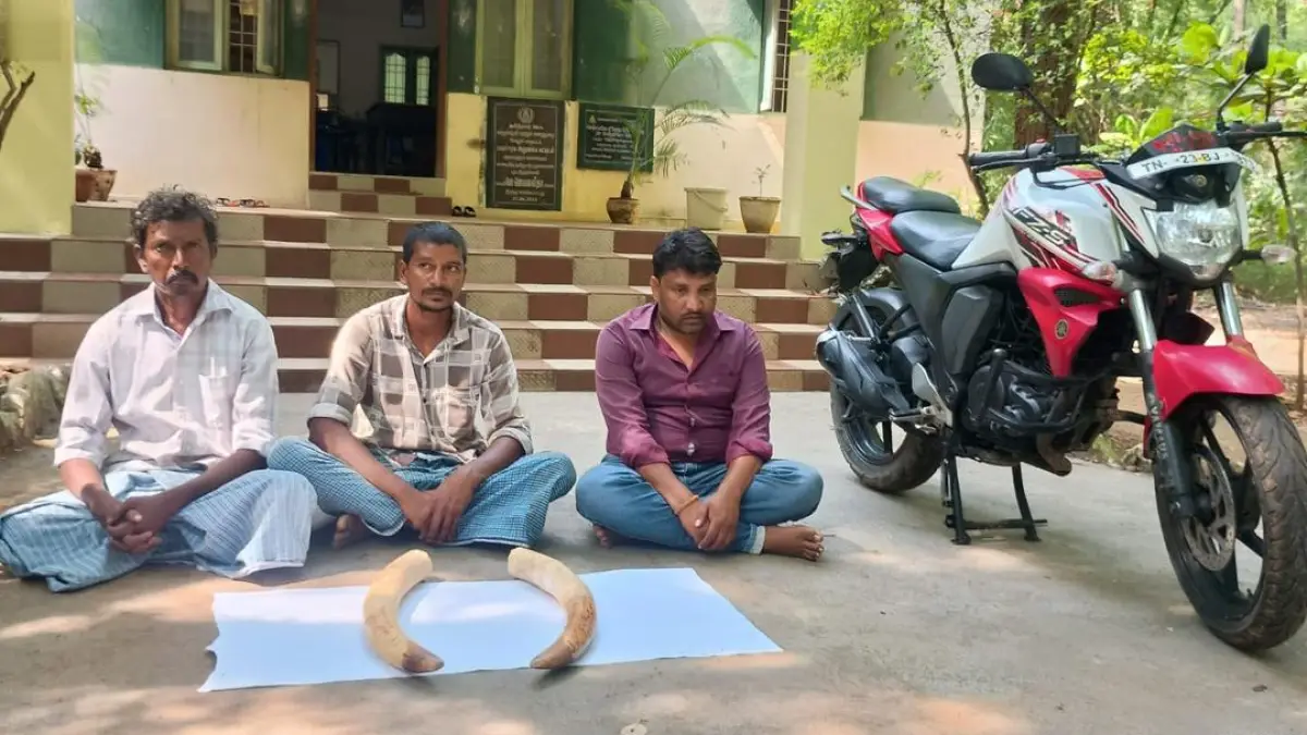 A photo of an elephant tusk being seized by forest officials