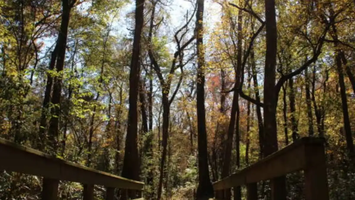 Aerial view of Towaliga Preserve