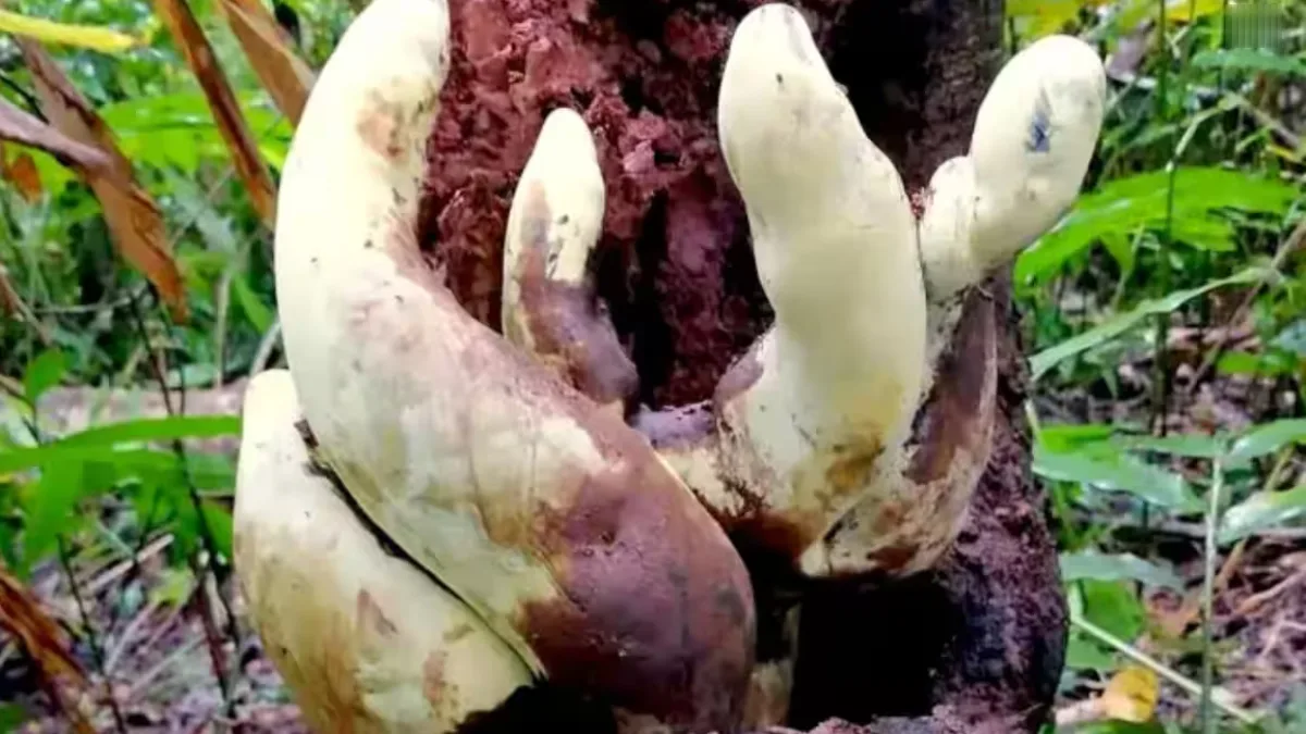 A photo of the giant fungus Dianjunus rex