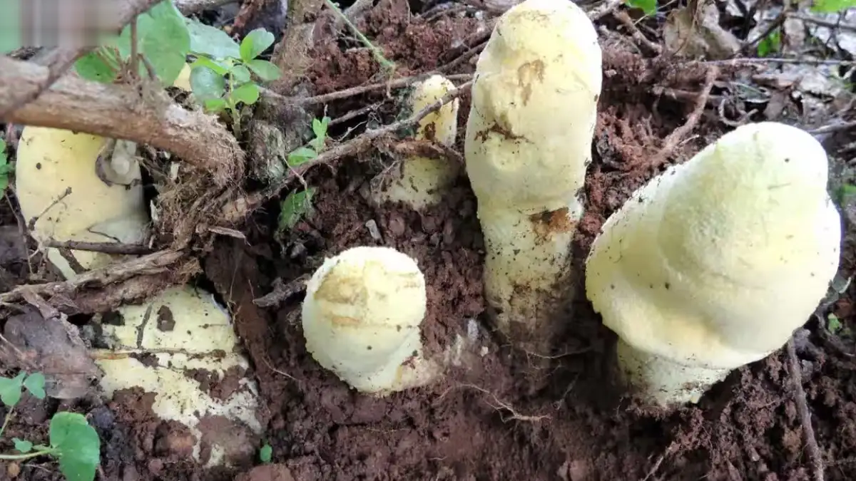 A picture of the giant fungus Dianjunus rex