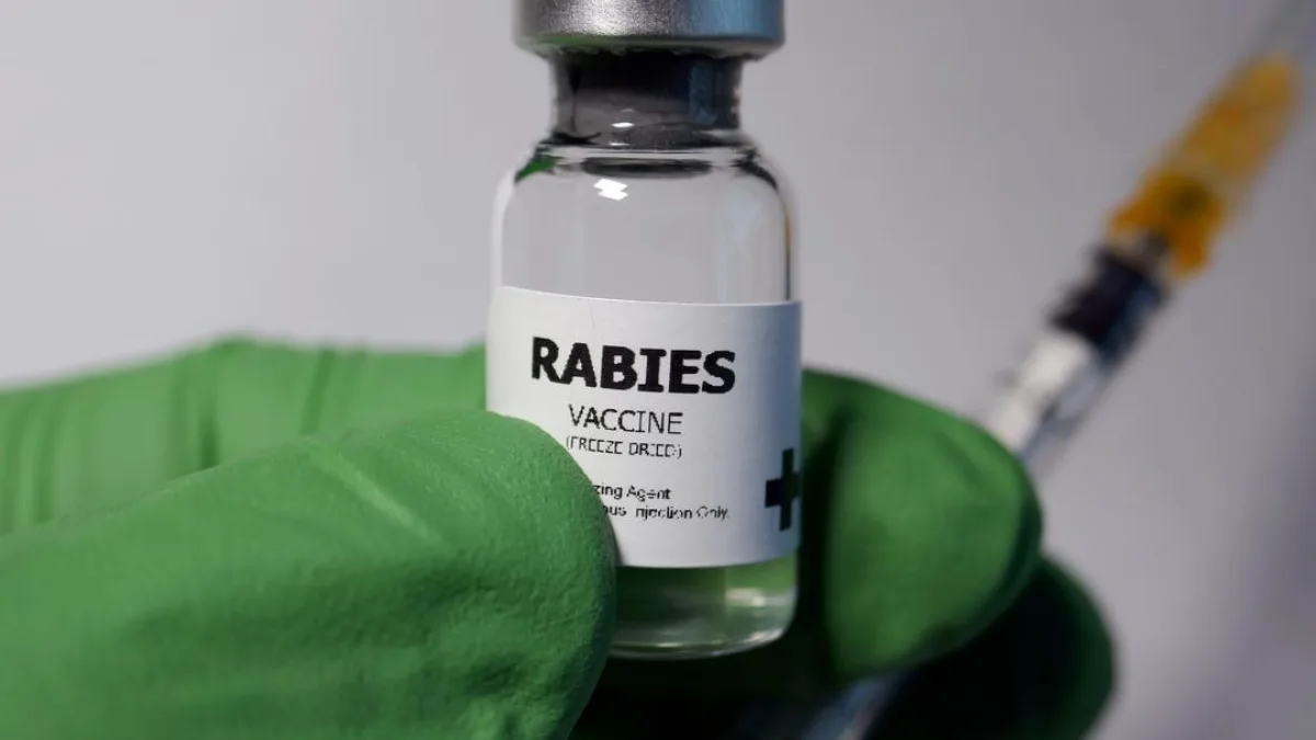 A dog being vaccinated against rabies
