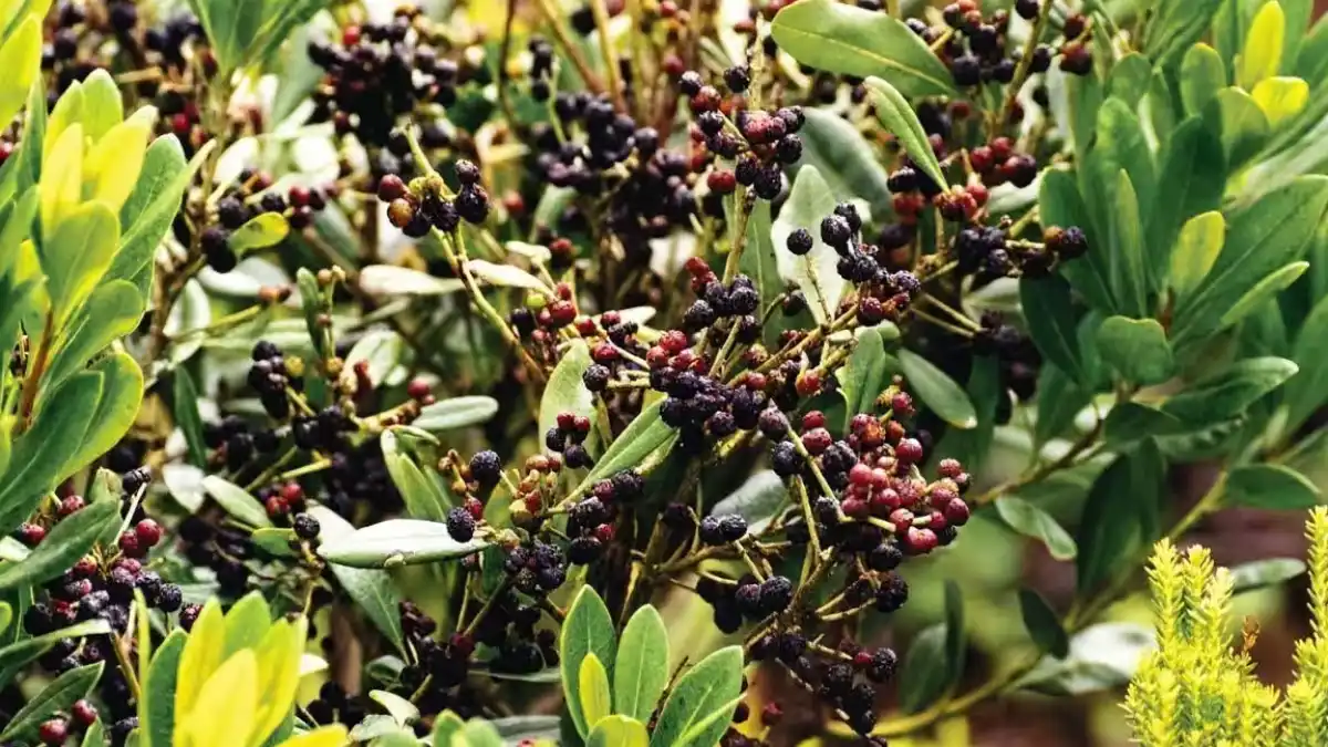 Faya tree in Hawaii Volcanoes National Park