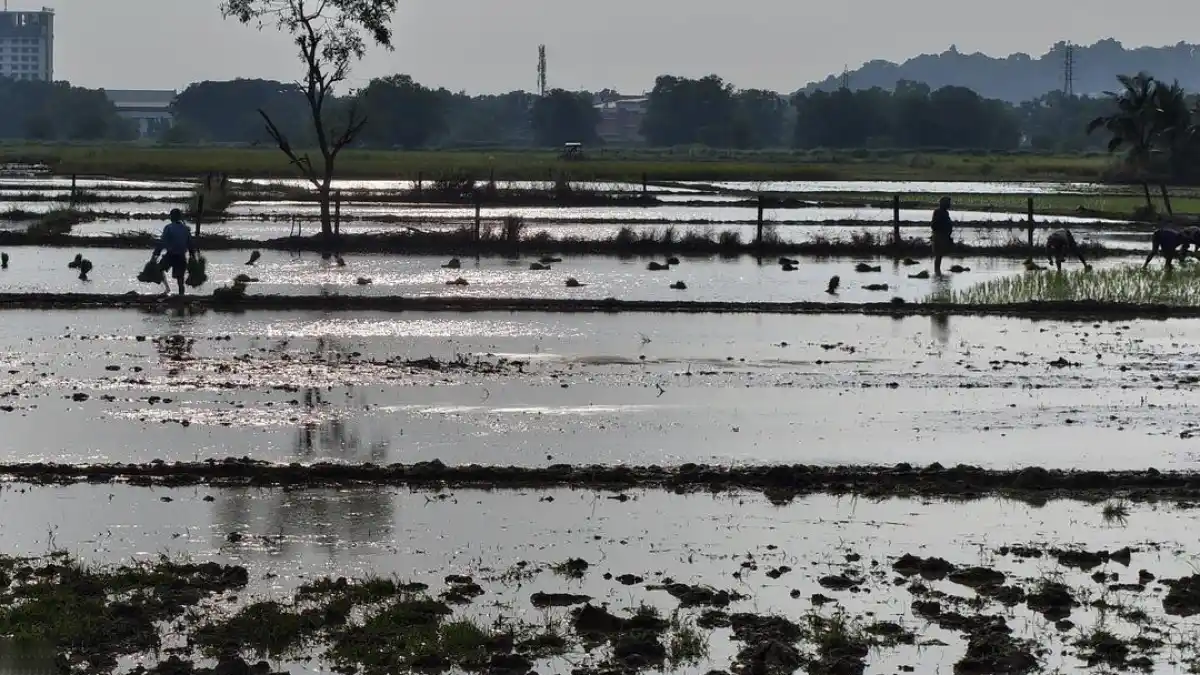 Paddy fields in Kerala