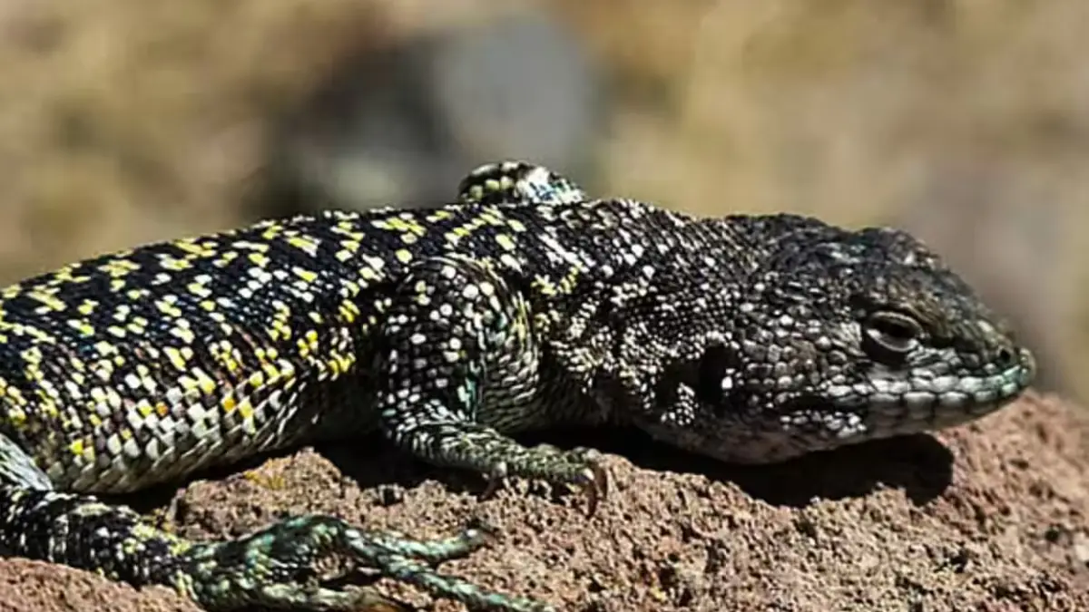 A photo of the Liolaemus archipensis lizard species in its natural habitat
