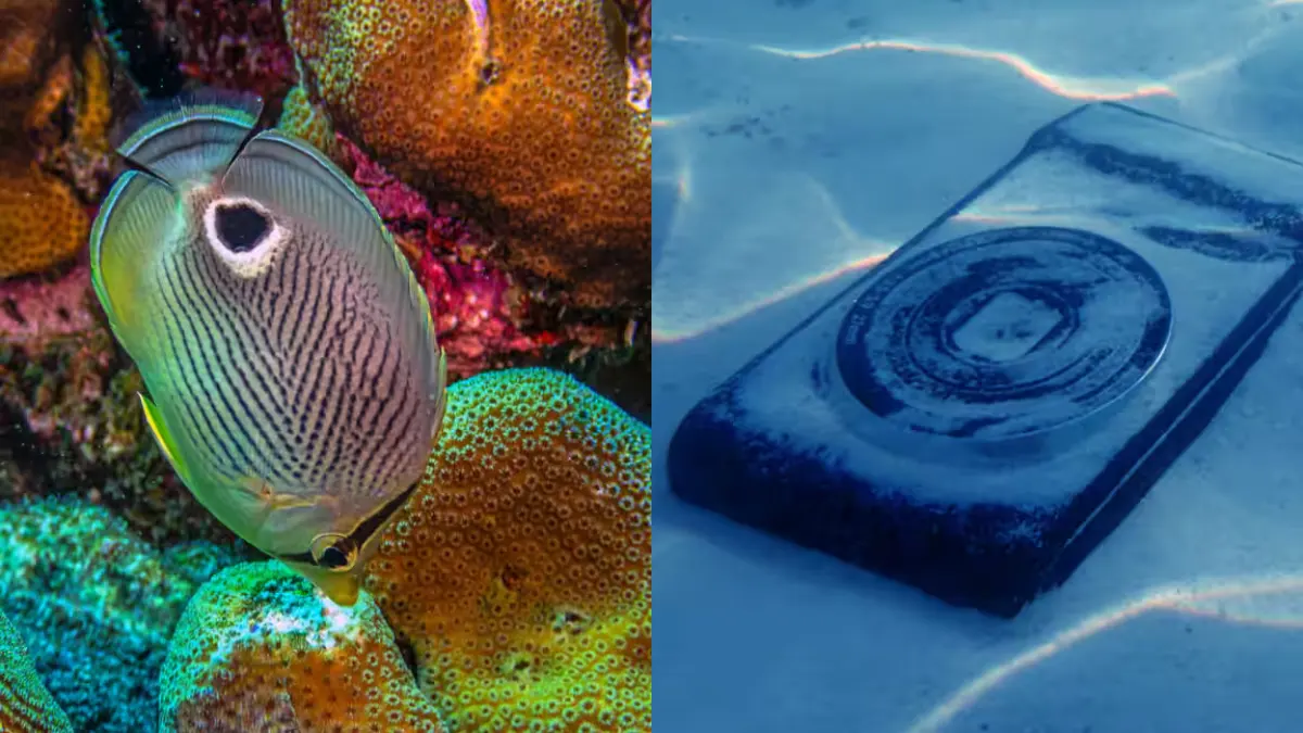 A coral reef with fish swimming around it
