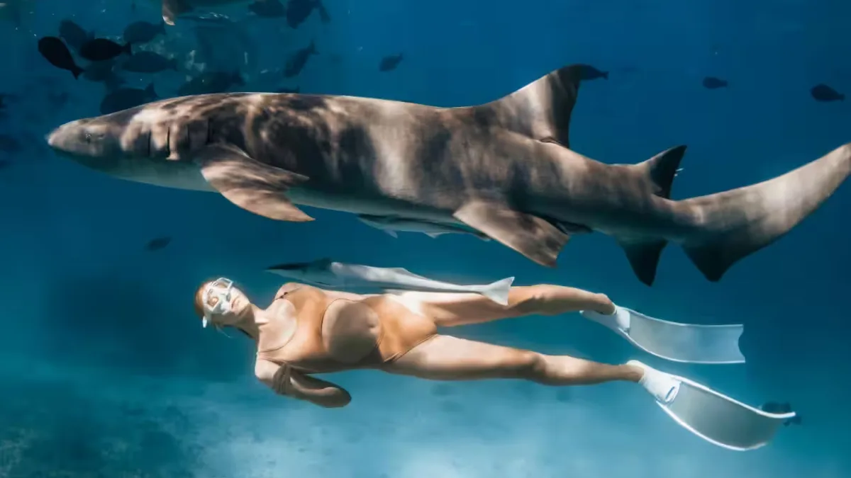 A shark swimming in the ocean, with a snorkeler in the background