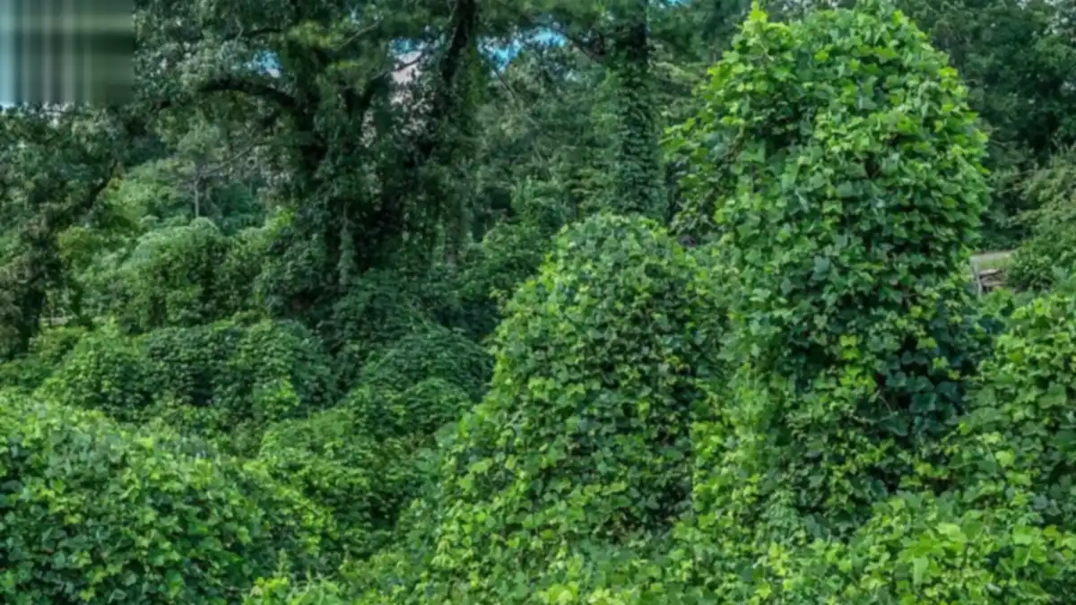 Invasive plants in a Texas forest