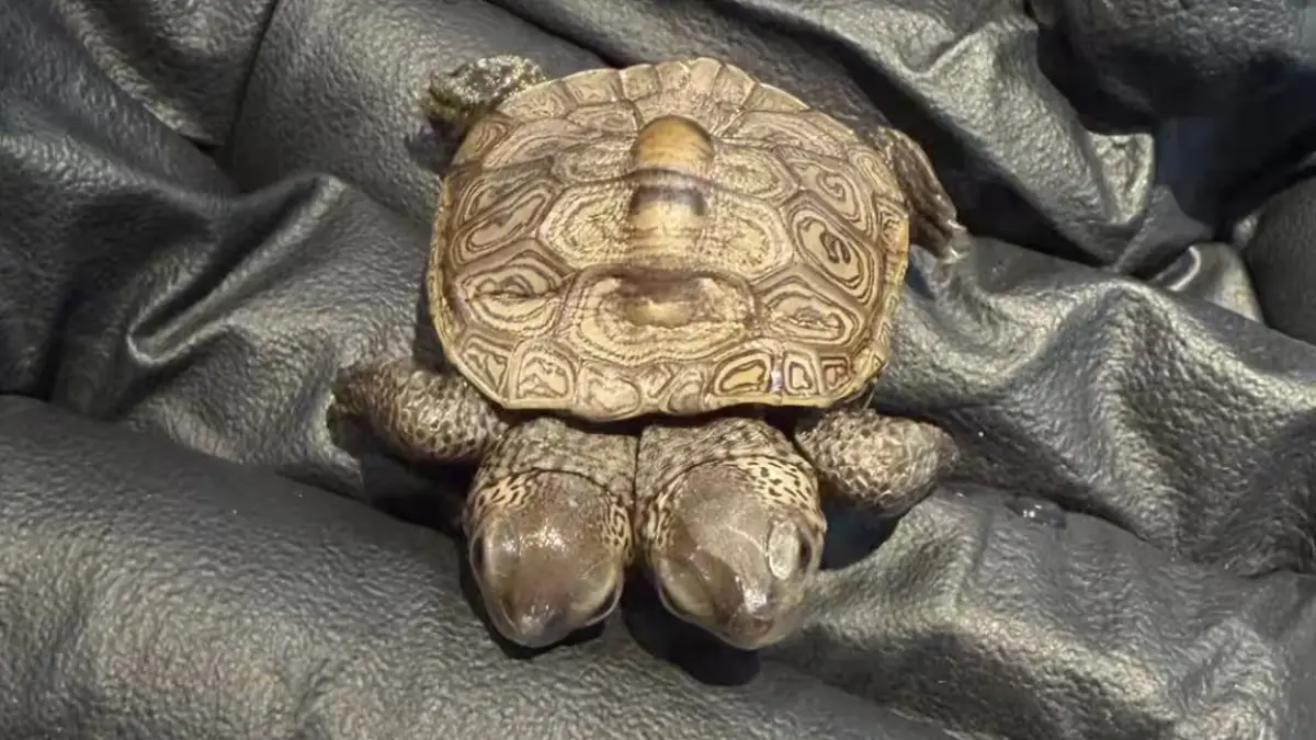 A photo of a two-headed diamondback terrapin hatchling