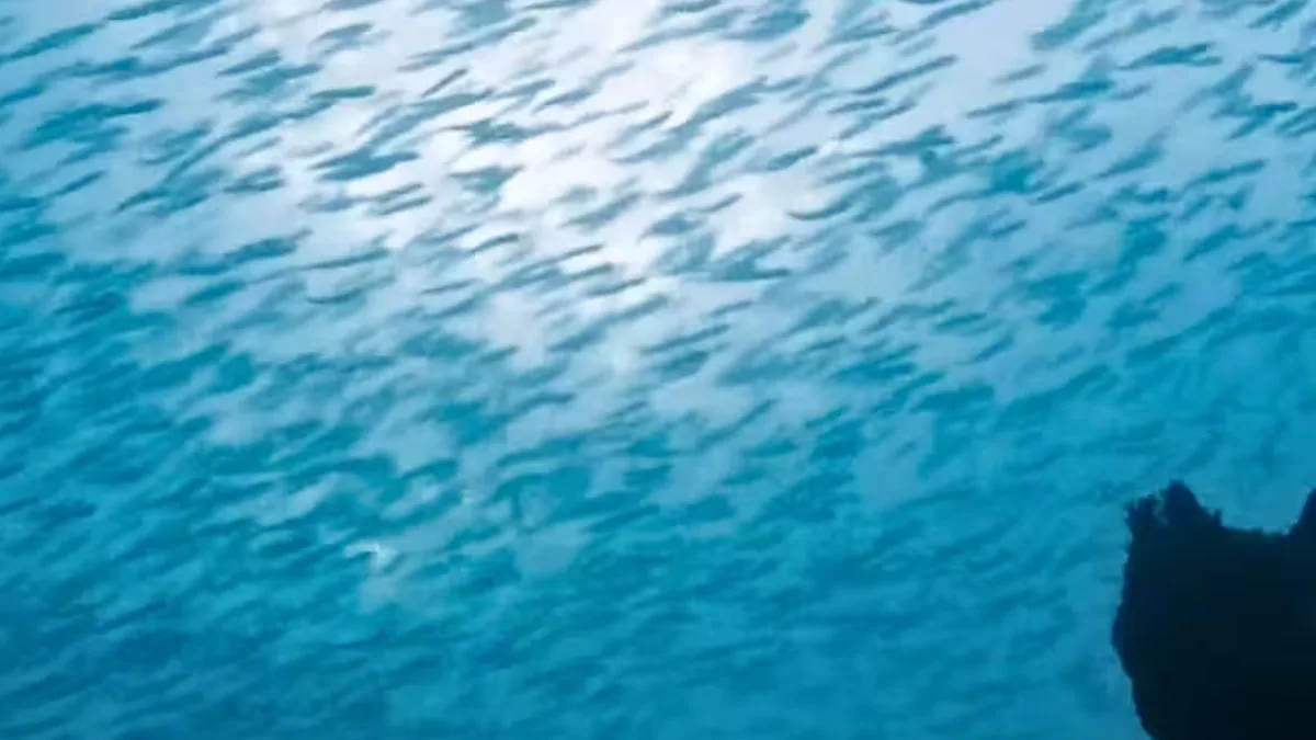 A coral reef with diverse marine life
